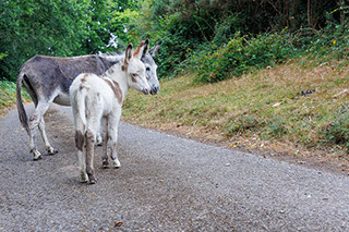 Graylands Cottage in the New Forest