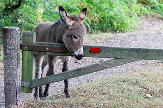 Graylands Cottage in the New Forest